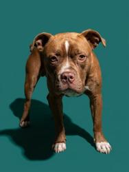 Shelter Stray Female Dog last seen Near BLOCK MONCRIEF ROAD WEST, 2020 Forest St, Jacksonville, FL 32204, USA