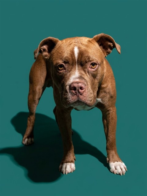 Shelter Stray Female Dog last seen Near BLOCK MONCRIEF ROAD WEST, 2020 Forest St, Jacksonville, FL 32204, USA