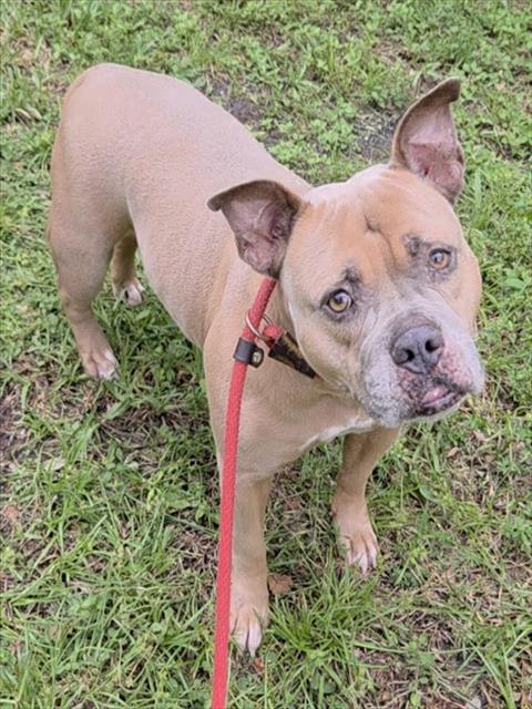 Shelter Stray Female Dog last seen Near BLOCK STIRLING RD DANIA, FL 33004, 2400 SW 42nd St, Fort Lauderdale, FL 33312, USA