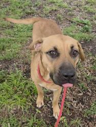 Shelter Stray Male Dog last seen N NOB HILL RD & SOUTHGATE BLVD, TAMARAC, FL 33321, 2400 SW 42nd St, Fort Lauderdale, FL 33312, USA