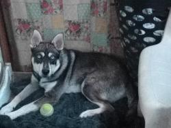 Lost Female Dog last seen Wild country RV Park, New Caney, TX 77357