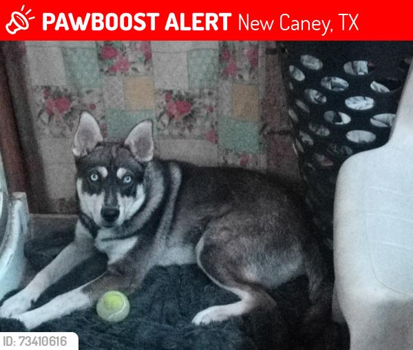 Lost Female Dog last seen Wild country RV Park, New Caney, TX 77357