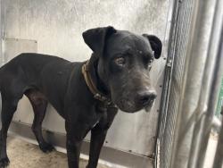 Shelter Stray Male Dog last seen Near BLOCK W BASE LINE ST, 333 Chandler Pl, San Bernardino, CA 92408, USA