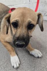 Shelter Stray Female Dog last seen CALIFORNIA ST X 210 EXIT, 333 Chandler Pl, San Bernardino, CA 92408, USA