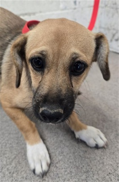Shelter Stray Female Dog last seen CALIFORNIA ST X 210 EXIT, 333 Chandler Pl, San Bernardino, CA 92408, USA
