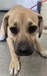 Shelter Stray Male Dog last seen CALIFORNIA ST X 210 EXIT, 333 Chandler Pl, San Bernardino, CA 92408, USA