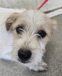 Shelter Stray Male Dog last seen CALIFORNIA ST X 210 EXIT, 333 Chandler Pl, San Bernardino, CA 92408, USA