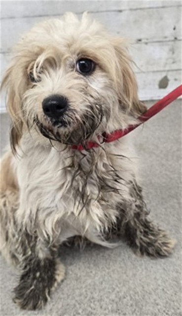 Shelter Stray Female Dog last seen CALIFORNIA ST X 210 EXIT, 333 Chandler Pl, San Bernardino, CA 92408, USA