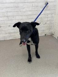 Shelter Stray Male Dog last seen Near BLOCK W BASE LINE ST, 333 Chandler Pl, San Bernardino, CA 92408, USA