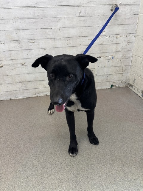 Shelter Stray Male Dog last seen Near BLOCK W BASE LINE ST, 333 Chandler Pl, San Bernardino, CA 92408, USA