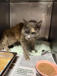 Shelter Stray Female Cat last seen , West Valley Animal Shelter, 20655 Plummer St, Chatsworth, CA 91311, USA