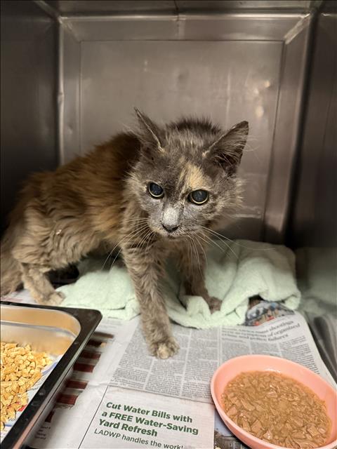 Shelter Stray Female Cat last seen , West Valley Animal Shelter, 20655 Plummer St, Chatsworth, CA 91311, USA