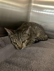 Shelter Stray Female Cat last seen Near BLK ATLANTIC AVE, LONG BEACH, CA, 90805, 7700 E Spring St, Long Beach, CA 90815, USA