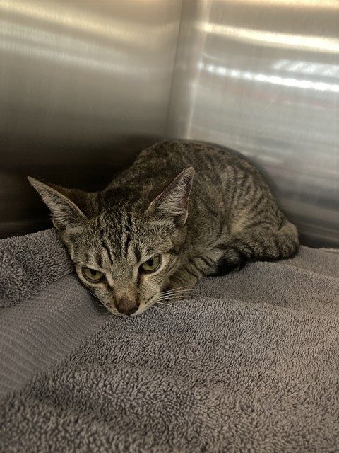 Shelter Stray Female Cat last seen Near BLK ATLANTIC AVE, LONG BEACH, CA, 90805, 7700 E Spring St, Long Beach, CA 90815, USA