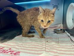 Shelter Stray Unknown Cat last seen DORCHESTER, 350 S Huntington Ave, Jamaica Plain, MA 02130, USA