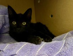 Shelter Stray Male Cat last seen DORCHESTER, 350 S Huntington Ave, Jamaica Plain, MA 02130, USA
