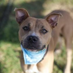 Shelter Stray Male Dog last seen Near BLOCK BABCOCK RD, 4710 TX-151, San Antonio, TX 78227, USA