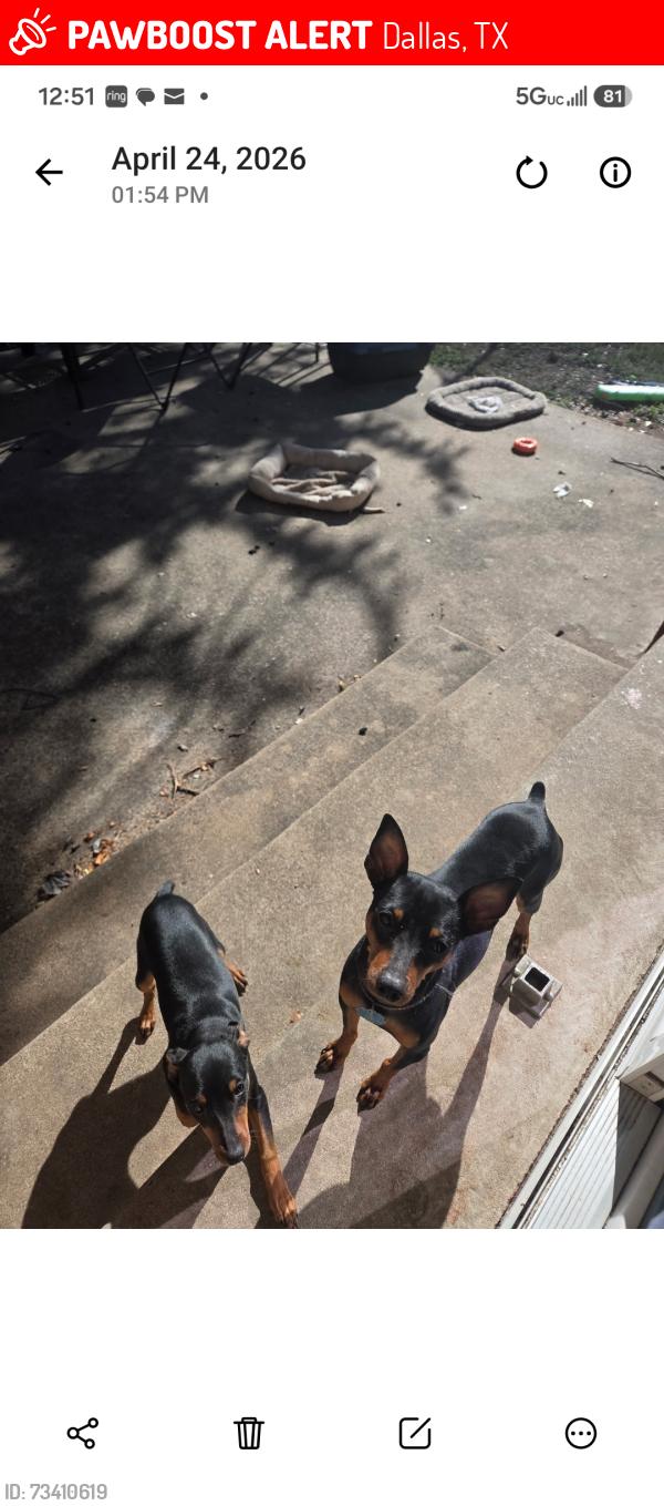 Lost Male Dog last seen Polk and autumn woods, Dallas, TX 75232