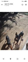 Lost Male Dog last seen Polk and autumn woods, Dallas, TX 75232