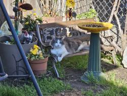 Reunited Male Cat last seen Harris & Elm St, Hanford, CA 93230