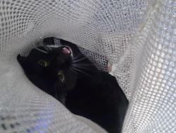 Shelter Stray Unknown Cat last seen CHARLOTTE, 8315 Byrum Dr, Charlotte, NC 28217, USA