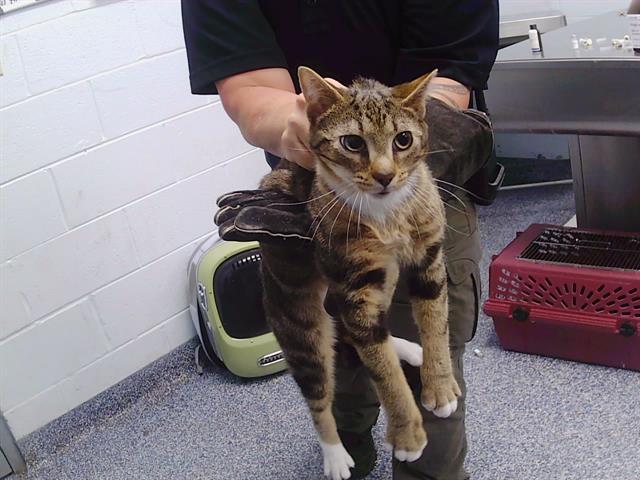 Shelter Stray Unknown Cat last seen CHARLOTTE, 8315 Byrum Dr, Charlotte, NC 28217, USA