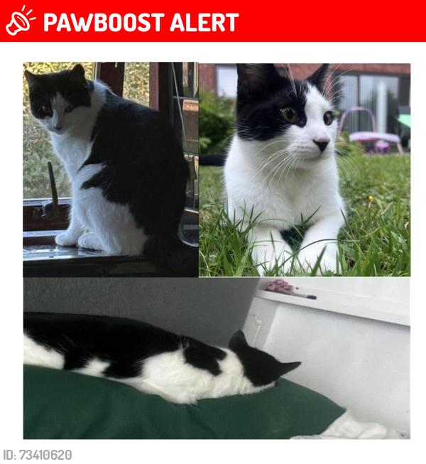 Lost Male Cat last seen Our own back garden, Nottinghamshire, England NG3 5SQ