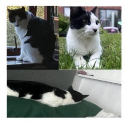 Lost Male Cat last seen Our own back garden, Nottinghamshire, England NG3 5SQ