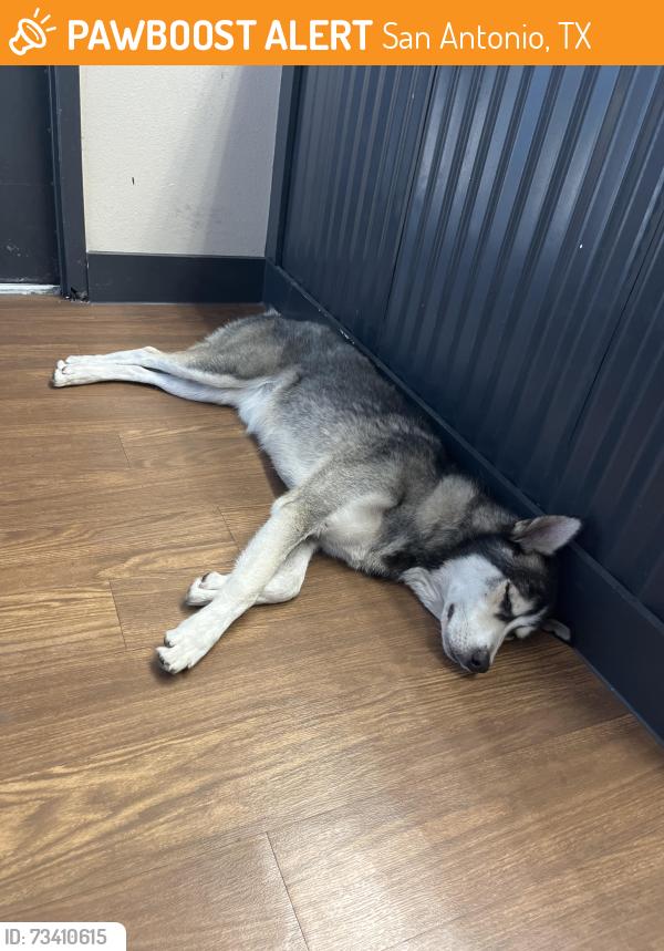 Found/Stray Male Dog last seen Motorpool Auto Repair, San Antonio, TX 78237