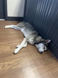 Found/Stray Male Dog last seen Motorpool Auto Repair, San Antonio, TX 78237