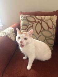 Lost Male Cat last seen Near echo creek ln, San Antonio, TX 78240