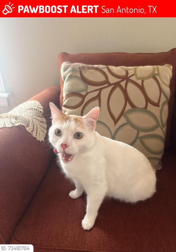 Lost Male Cat last seen Near echo creek ln, San Antonio, TX 78240