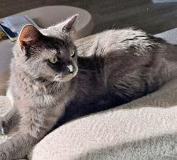 Reunited Female Cat last seen Texas roadhouse, Oak Creek, WI 53154