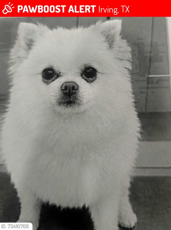 Lost Female Dog last seen Tripton, Irving, TX 75060