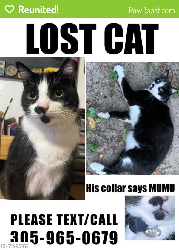 Reunited Male Cat last seen Near S Audubon Dr, hmstd, FL 33035, Homestead, FL 33035