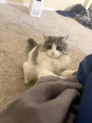 Lost Female Cat last seen Blue diamond and Fort Apache, Las Vegas, NV 89148