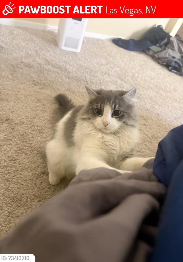 Lost Female Cat last seen Blue diamond and Fort Apache, Las Vegas, NV 89148