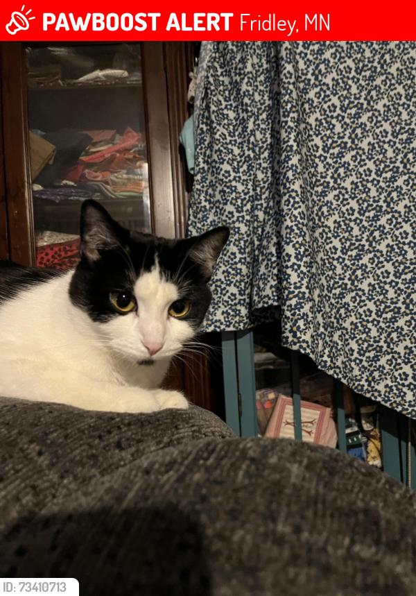 Lost Female Cat last seen Crispy cream donuts, Fridley, MN 55432
