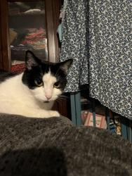 Lost Female Cat last seen Crispy cream donuts, Fridley, MN 55432