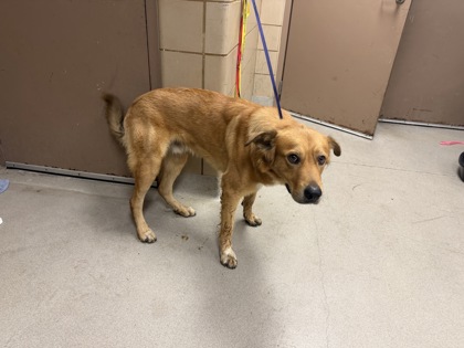 Shelter Stray Male Dog last seen Barbara St., 75149, TX, 1650 Gross Rd, Mesquite, TX 75149, USA