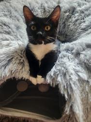 Lost Female Cat last seen Gravely Branch Road, Emma's Grove Road and Concord Road, Fletcher, NC 28732
