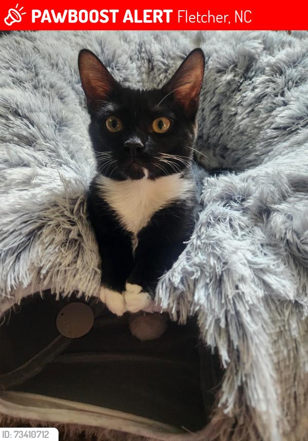 Lost Female Cat last seen Gravely Branch Road, Emma's Grove Road and Concord Road, Fletcher, NC 28732