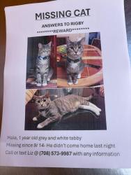 Lost Male Cat last seen 12th and Cuyler, Berwyn, IL 60402