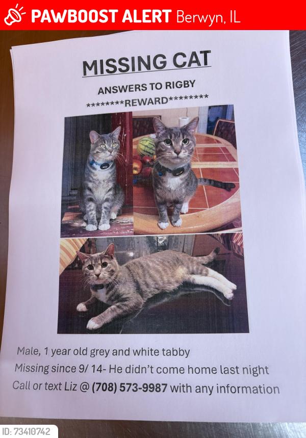 Lost Male Cat last seen 12th and Cuyler, Berwyn, IL 60402