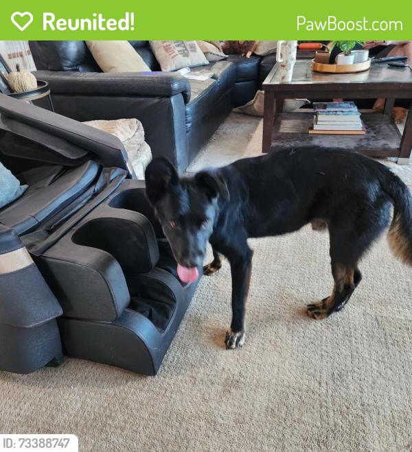 Reunited Male Dog last seen Via palo verde lago, Alpine, CA 91901