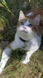 Lost Male Cat last seen Rail road flt, Wilseyville, CA 95257