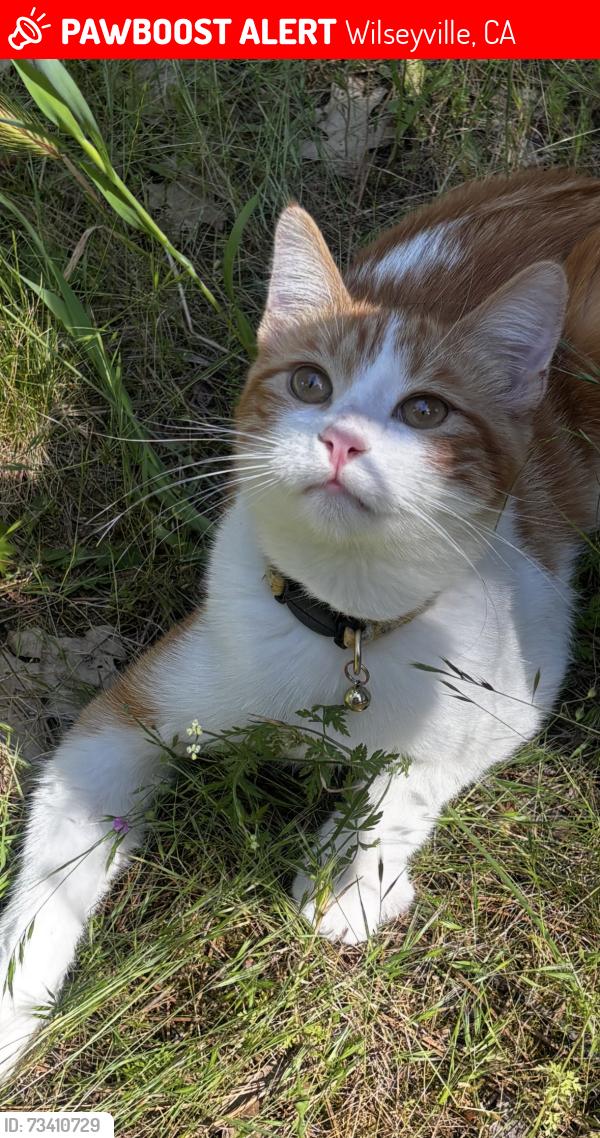 Lost Male Cat last seen Rail road flt, Wilseyville, CA 95257
