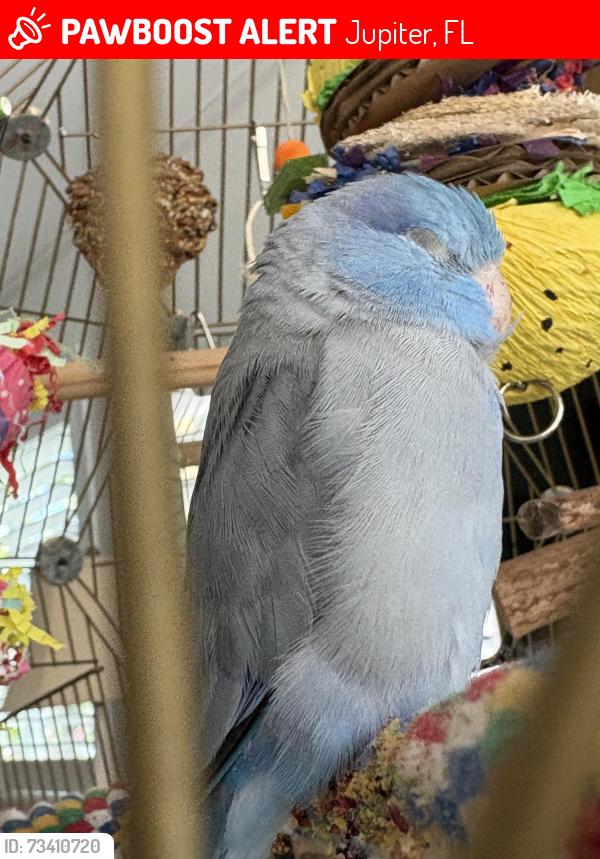 Lost Male Bird last seen US1, Jupiter, FL 33477