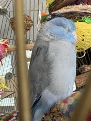 Lost Male Bird last seen US1, Jupiter, FL 33477