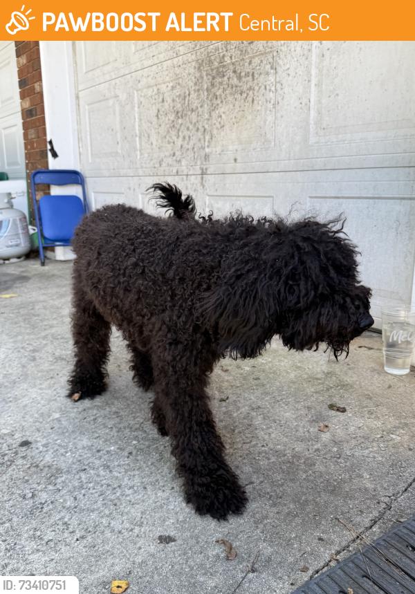 Found/Stray Female Dog last seen Near, Central, SC 29630